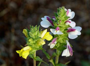 Fotografia da espécie Bartsia trixago