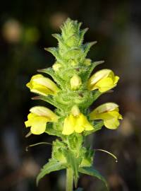 Fotografia da espécie Bartsia trixago