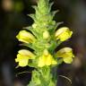 Fotografia 1 da espécie Bartsia trixago do Jardim Botânico UTAD