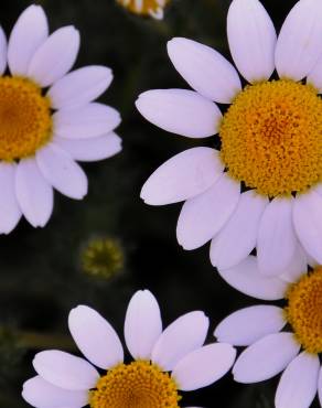 Fotografia 1 da espécie Anacyclus clavatus no Jardim Botânico UTAD