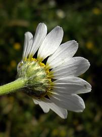 Fotografia da espécie Anacyclus clavatus