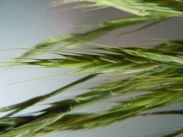 Fotografia da espécie Brachypodium distachyon