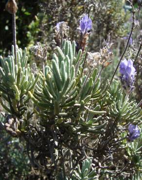 Fotografia 6 da espécie Lavandula dentata no Jardim Botânico UTAD