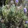 Fotografia 6 da espécie Lavandula dentata do Jardim Botânico UTAD