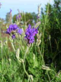 Fotografia da espécie Lavandula multifida