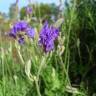 Fotografia 5 da espécie Lavandula multifida do Jardim Botânico UTAD