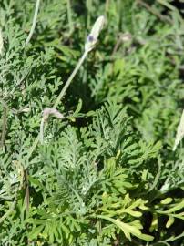 Fotografia da espécie Lavandula multifida