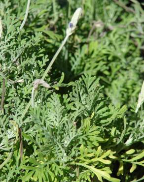 Fotografia 6 da espécie Lavandula multifida no Jardim Botânico UTAD