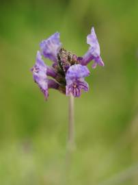 Fotografia da espécie Lavandula multifida