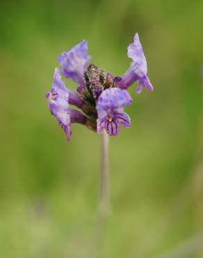 Fotografia 7 da espécie Lavandula multifida no Jardim Botânico UTAD