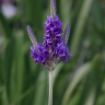 Fotografia 8 da espécie Lavandula multifida do Jardim Botânico UTAD