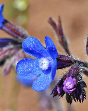 Fotografia 1 da espécie Anchusa azurea no Jardim Botânico UTAD