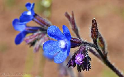 Fotografia da espécie Anchusa azurea