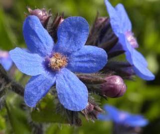 Fotografia da espécie Anchusa azurea