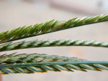 Fotografia da espécie Eleusine indica