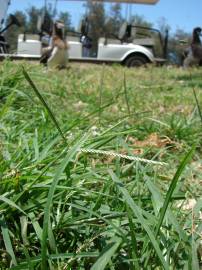 Fotografia da espécie Eleusine indica