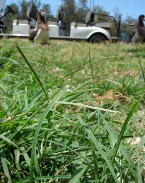 Fotografia 3 da espécie Eleusine indica no Jardim Botânico UTAD