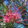 Fotografia 5 da espécie Grevillea juniperina do Jardim Botânico UTAD