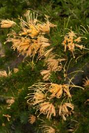 Fotografia da espécie Grevillea juniperina