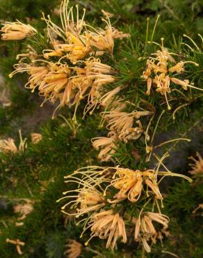 Fotografia 6 da espécie Grevillea juniperina no Jardim Botânico UTAD