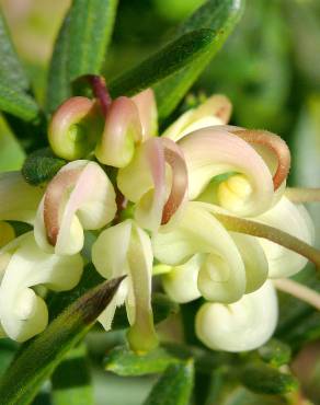 Fotografia 3 da espécie Grevillea lanigera no Jardim Botânico UTAD