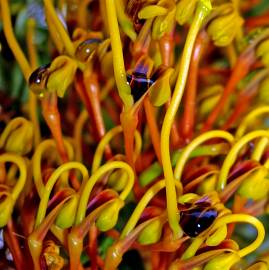 Fotografia da espécie Grevillea robusta