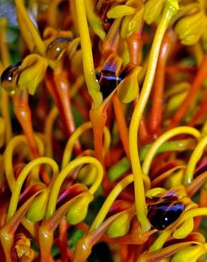 Fotografia 8 da espécie Grevillea robusta no Jardim Botânico UTAD