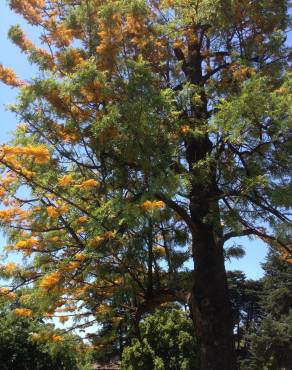 Fotografia 9 da espécie Grevillea robusta no Jardim Botânico UTAD