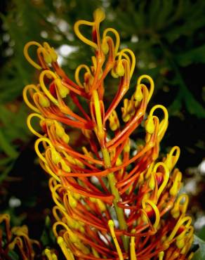 Fotografia 10 da espécie Grevillea robusta no Jardim Botânico UTAD