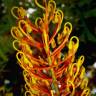 Fotografia 10 da espécie Grevillea robusta do Jardim Botânico UTAD