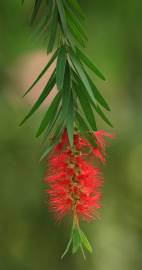 Fotografia da espécie Callistemon citrinus