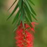 Fotografia 4 da espécie Callistemon citrinus do Jardim Botânico UTAD