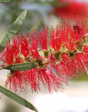 Fotografia 1 da espécie Callistemon citrinus no Jardim Botânico UTAD