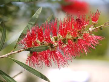 Fotografia da espécie Callistemon citrinus