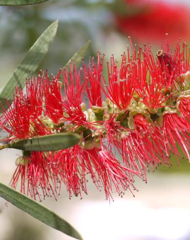 Fotografia de capa Callistemon citrinus - do Jardim Botânico