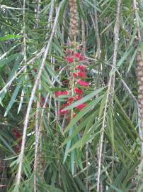 Fotografia da espécie Callistemon citrinus