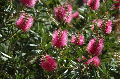 Fotografia da espécie Callistemon citrinus