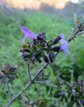 Fotografia 3 da espécie Clinopodium nepeta no Jardim Botânico UTAD