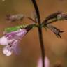 Fotografia 1 da espécie Clinopodium nepeta do Jardim Botânico UTAD