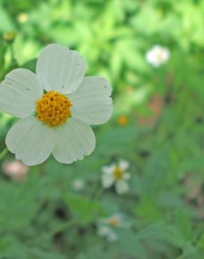 Fotografia 1 da espécie Bidens pilosa no Jardim Botânico UTAD