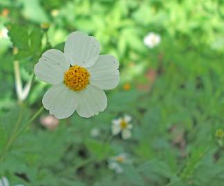 Fotografia da espécie Bidens pilosa