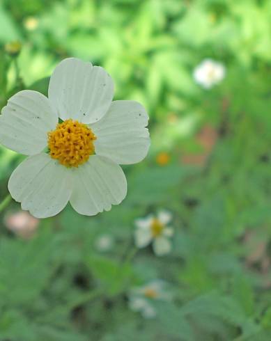 Fotografia de capa Bidens pilosa - do Jardim Botânico