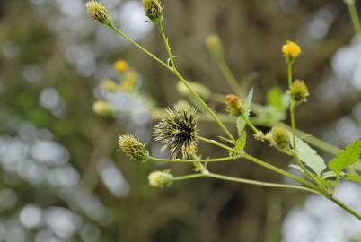 Fotografia da espécie Bidens pilosa