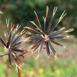 Fotografia da espécie Bidens pilosa