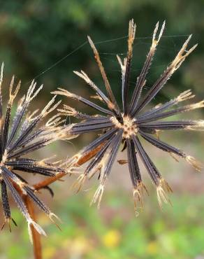 Fotografia 4 da espécie Bidens pilosa no Jardim Botânico UTAD