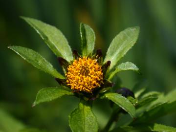 Fotografia da espécie Bidens tripartita