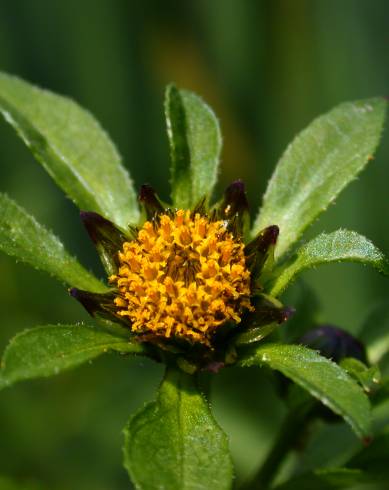 Fotografia de capa Bidens tripartita - do Jardim Botânico