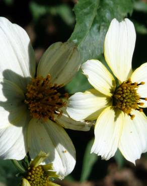 Fotografia 7 da espécie Bidens aurea no Jardim Botânico UTAD