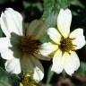 Fotografia 7 da espécie Bidens aurea do Jardim Botânico UTAD