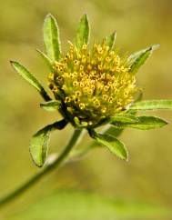 Bidens frondosa